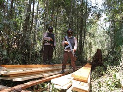 Polda Riau Bongkar Aktivitas Illegal Logging di Giam Siak Kecil