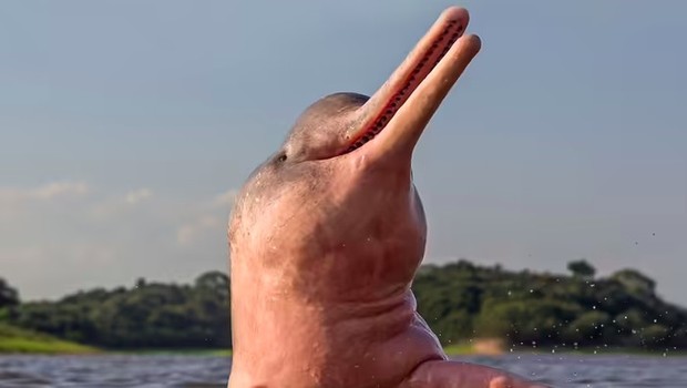 lumba-lumba pink/ Foto: Aquaexpedition lumba-lumba pink