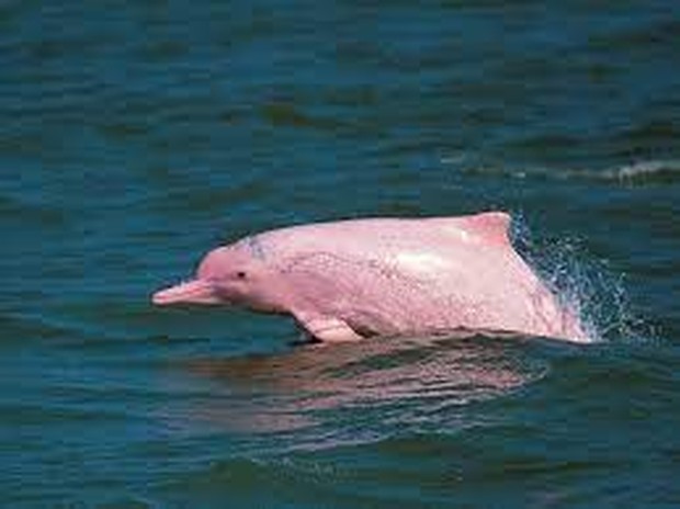 lumba-lumba pink/ Foto: businessinsider lumba-lumba pink