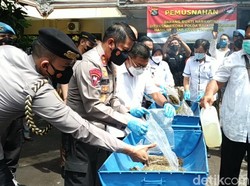 818 Orang di Bali Diciduk Terkait Narkoba, Bandar Belum Tertangkap