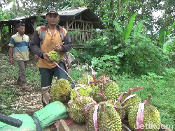 Penggemar Durian! Ini Durian Susu dari Gunung Semeru yang Manis Legit