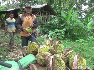 Penggemar Durian! Ini Durian Susu dari Gunung Semeru yang Manis Legit Penggemar Durian! Ini Durian Susu dari Gunung Semeru yang Manis Legit