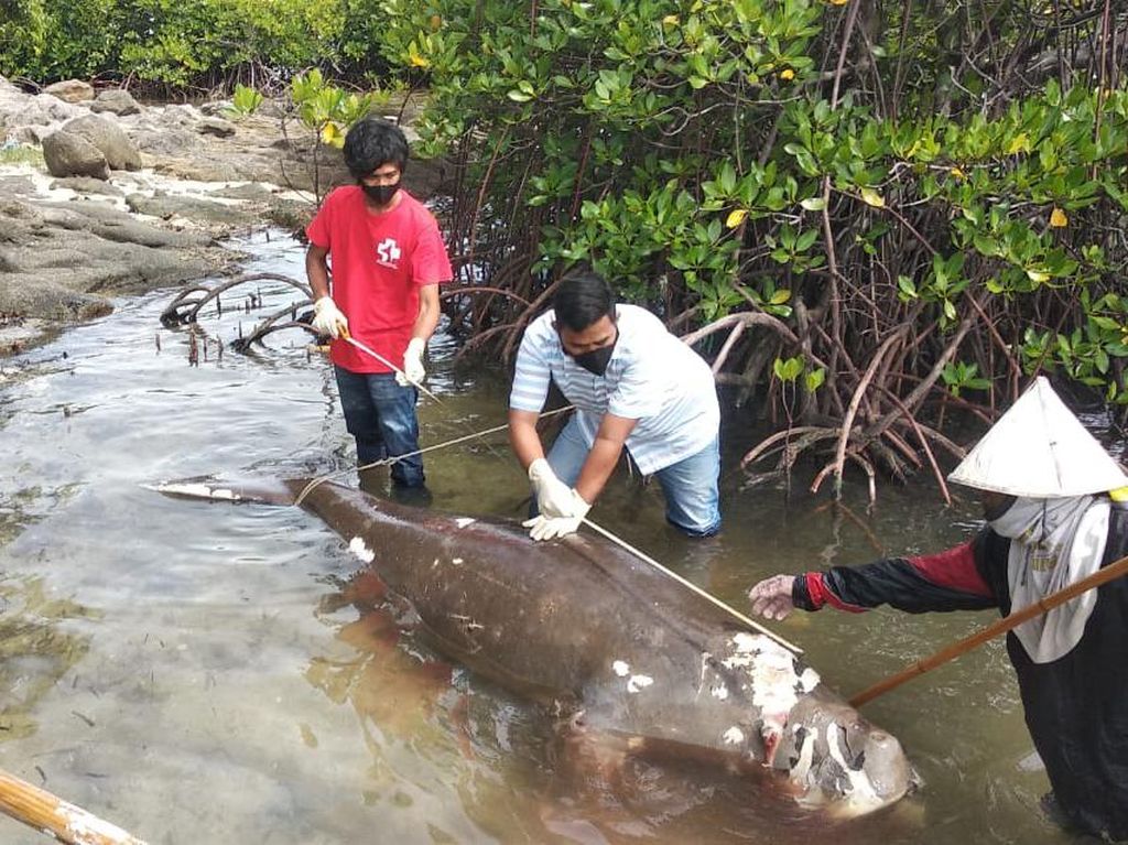 Seekor Dugong Ditemukan Terdampar di Pulau Kucing Polman