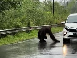 Viral Orang Utan di Kutai Timur Kaltim Nyaris Ditabrak Mobil di Jalanan