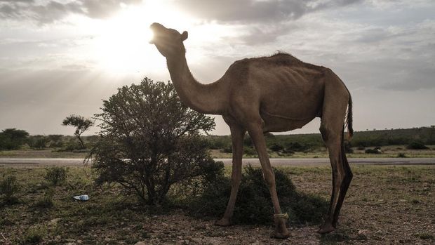 Warga Somalia Hidup Bergantung Pada Susu dan Daging Unta A camel, belonging to the herd of Ali Abdi Elmi, stands in the outskirts of the city of Hargeisa, Somaliland, on September 18, 2021. - For many Somalis, the camel is a gift from the gods: a source of milk and meat, a beast of burden in the desert and -- as climate change spurs extreme weather in the Horn of Africa -- insurance in times of crisis.An animal of haughty and cantankerous repute, in Somalia the camel is celebrated in songs and folklore, a symbol of status and prosperity, and exchanged in marriage or to settle feuds.In this overwhelmingly rural society of 15 million, the rearing of camels and other livestock underpins an economy devastated by war and natural disaster that ranks among the world's very poorest. (Photo by EDUARDO SOTERAS / AFP)
