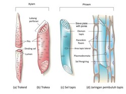 Perbedaan Xilem dan Floem Pada Jaringan Tumbuhan