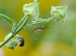 Ini Hewan dengan Umur Terpendek di Dunia, Hidupnya Cuma Sejam