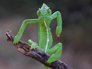16 Foto Terkocak Jawara Comedy Wildlife Photography Bikin Ngakak 16 Foto Terkocak Jawara Comedy Wildlife Photography Bikin Ngakak