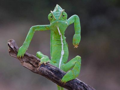 16 Foto Terkocak Jawara Comedy Wildlife Photography Bikin Ngakak