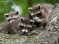 Studi: Meski Sedikit, Kehadiran Manusia Tetap Pengaruhi Satwa Liar