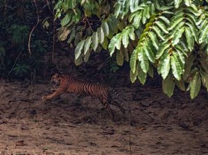 Harimau Viral Jalan Santai Dekat Warga di Kebun Aceh Dievakuasi ke Hutan