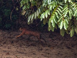 Harimau Viral Jalan Santai Dekat Warga di Kebun Aceh Dievakuasi ke Hutan