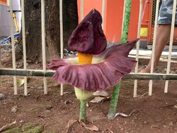 Bunga Bangkai di Pondok Kopi Ternyata Sengaja Ditanam