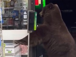 Staf Swalayan Histeris gegara Digoda Beruang