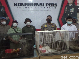 11 Satwa Dilindungi Diamankan di Lumajang, Pemilik Masuk DPO