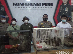11 Satwa Dilindungi Diamankan di Lumajang, Pemilik Masuk DPO
