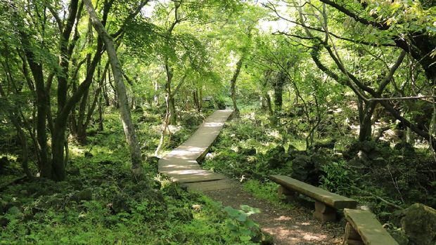 Seogwipo Healing Forest