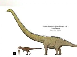 Dinosaurus Terpanjang di Dunia Ditemukan, Ukurannya 42 Meter!