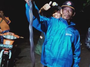 Horor! Ular Kobra Ukuran Besar Masuk Rumah di Klaten, Meneror Ibu Hamil
