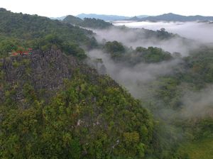 Punya Hutan Luas, RI Punya Potensi Besar di Sektor Bioekonomi Punya Hutan Luas, RI Punya Potensi Besar di Sektor Bioekonomi