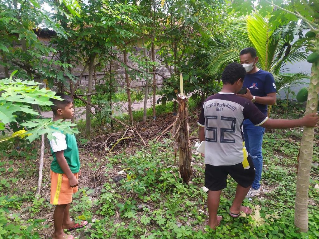 Sejumlah Warga Bali Ngeluh Pohon Pisang Tumbang Buntut Salam dari Binjai Sejumlah Warga Bali Ngeluh Pohon Pisang Tumbang Buntut Salam dari Binjai