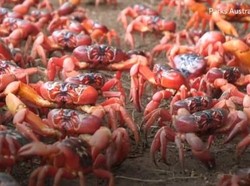 Melihat Jutaan Kepiting Merah Migrasi hingga Jalanan di Australia Ditutup