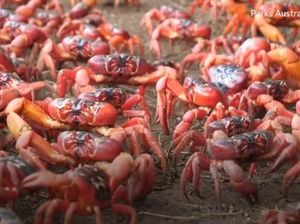 Masuk Sejarah! Cuaca Kering Tunda Migrasi Kepiting Ini Selama 2 Bulan Masuk Sejarah! Cuaca Kering Tunda Migrasi Kepiting Ini Selama 2 Bulan