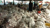 Tangkapan Melimpah Harga Ikan di Nelayan Turun