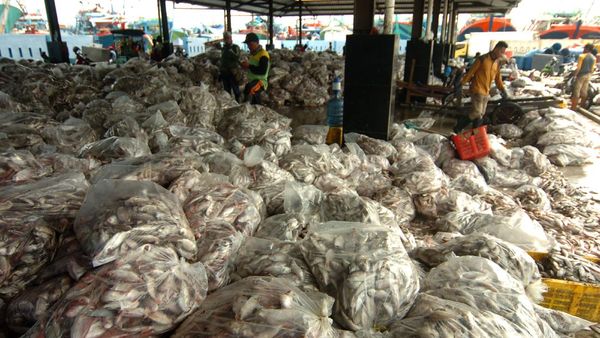 Tangkapan Melimpah Harga Ikan di Nelayan Turun