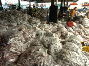 Tangkapan Melimpah Harga Ikan di Nelayan Turun