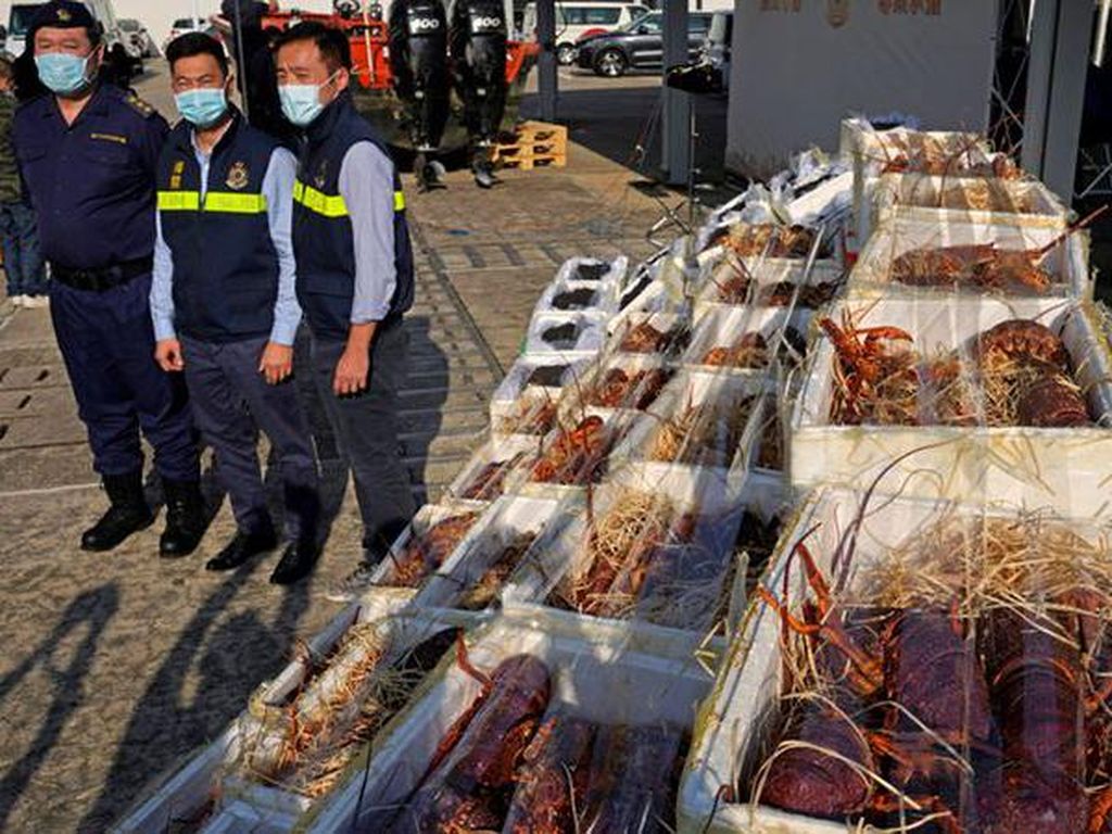 China Masih Tutup, Hong Kong Sita 1,8 Ton Lobster & Teripang Selundupan