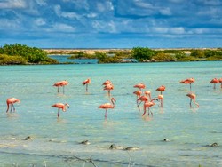 Flamingo yang Sial soal Cinta, Pertama Kali Bertelur di Umur 70 Tahun