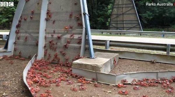 Saat Jalanan di Australia jadi Lautan Kepiting Merah