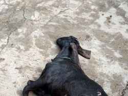 8 Kambing Milik Warga Purwodadi Gunungkidul Mati Diserang Hewan Liar