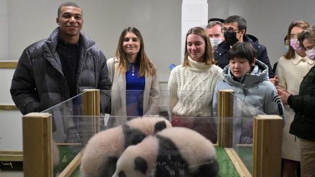 Gold medalist in 10-metre synchronised diving at the Tokyo OlympicsChina's Zhang Jiaqi (R) and French footballer Kylian Mbappe (L) pose with the two panda twins born last August 2 during a ceremony to reveal their final Chinese names at The Beauval Zoo in Saint-Aignan-sur-Cher, central France on November 18, 2021. - Kylian Mbappe and China's Zhang Jiaqi are the godparents of the panda cubs, named Yuandudu and Huanlili. (Photo by GUILLAUME SOUVANT / AFP)