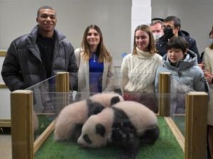Potret Gemas Bayi Panda, Anak Baptisnya Kylian Mbappe