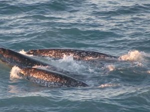 Unicorn Misterius di Laut yang Mirip Dugong, Seperti Apa Wujudnya? Unicorn Misterius di Laut yang Mirip Dugong, Seperti Apa Wujudnya?