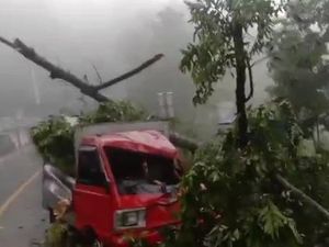 Bruk! Pohon Tumbang Timpa Mobil di Bogor