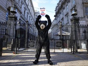 Potret Beruang yang Bikin Warga Inggris Salah Fokus Potret Beruang yang Bikin Warga Inggris Salah Fokus