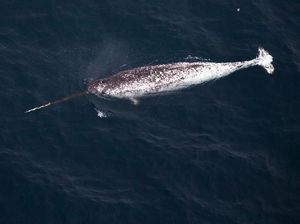 Dijuluki Unicorn Lautan, Paus Narwhal Punya Tanduk untuk Hal Ini Dijuluki Unicorn Lautan, Paus Narwhal Punya Tanduk untuk Hal Ini