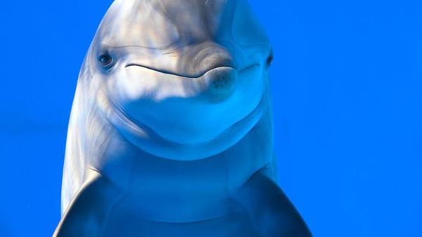 10 Hewan Lucu yang Bisa dengan Mudah Membunuhmu