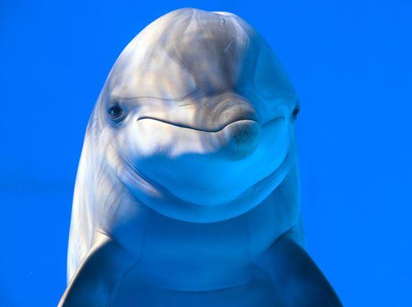 10 Hewan Lucu yang Bisa dengan Mudah Membunuhmu