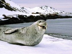 Sabtu Rebahan Aja? Nih Aneka Video Lucu Seputar Hewan dan Traveling