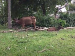 Ada Sapi di Tengah Sirkuit Mandalika