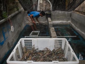 Jurus KKP Genjot Ekspor Komoditas Udang hingga Lobster di 2022