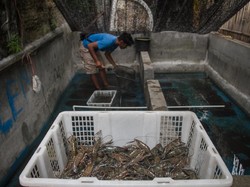 Jurus KKP Genjot Ekspor Komoditas Udang hingga Lobster di 2022