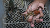Budidaya Lobster Air Tawar Capai Omzet Rp 30 Juta Lho Sebulan