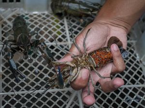 Budidaya Lobster Air Tawar Capai Omzet Rp 30 Juta Lho Sebulan Budidaya Lobster Air Tawar Capai Omzet Rp 30 Juta Lho Sebulan