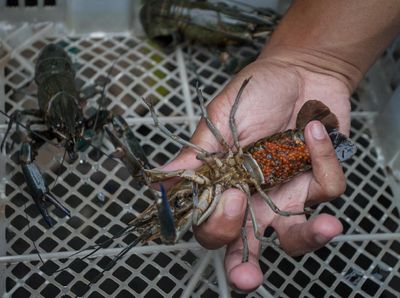 Budidaya Lobster Air Tawar Capai Omzet Rp 30 Juta Lho Sebulan