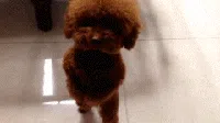 Lagi Sedih? Mungkin GIF Anjing Lucu Ini Bisa Menghibur Hati